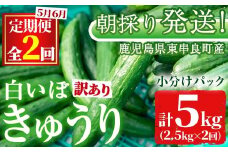 【0123905b】＜訳あり＞＜定期便・全2回(5月・6月)＞愛情たっぷり！牧内農園の白いぼきゅうり(2.5kg×2回) 不揃い 規格外 野菜 やさい 旬 新鮮 サラダ キュウリ 胡瓜 【牧内農園】