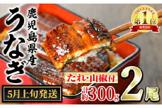 【0124314a-2505】＜5月上旬発送予定＞東串良町のうなぎ蒲焼(無頭)(2尾・計約300g・タレ、山椒付) うなぎ 高級 ウナギ 鰻 国産 蒲焼 蒲焼き たれ 鹿児島 ふるさと 人気 【アクアおおすみ】