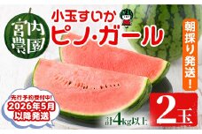 【0165005a】《2026年5月以降発送》小玉すいか・ピノ・ガール(2玉・計4kg以上) 果物 果実 フルーツ スイカ ピノガール 数量限定 期間限定【宮内農園】