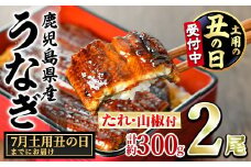 【0124314a-2507-2】＜7/31の丑の日(二の丑)までにお届け＞東串良町のうなぎ蒲焼(無頭)(2尾・計約300g・タレ、山椒付) うなぎ 高級 ウナギ 鰻 丑の日 国産 蒲焼 蒲焼き たれ 鹿児島 ふるさと 人気 【アクアおおすみ】