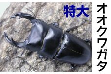 No.2008-1 オオクワガタ飼育セット