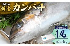 【着日指定可】鹿児島 ねじめ黄金カンパチ 1尾 約3.8kg (3.6～4.0kg) | 魚 直送 冷蔵 養殖 根占 さかな 身が引き締まった かんぱち 漁師 刺身 寿司 しゃぶしゃぶ ぷりぷり食感 鹿児島県 南大隅町 ねじめ漁業協同組合 D7501