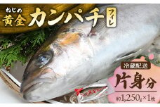 【配送日指定可能】鹿児島 ねじめ黄金カンパチ フィレ 片身分（約1,250g×1枚） 冷蔵便 | 魚 直送 養殖 根占 さかな 身が引き締まった かんぱち 漁師 刺身 寿司 しゃぶしゃぶ ぷりぷり食感 鹿児島県 南大隅町 ねじめ漁業協同組合 D7508