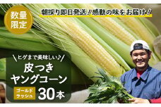 【数量限定】 【2026年４月先行予約】ヒゲまで美味しい！「皮つき ヤングコーン 30本」｜先行予約 ヤングコーン 2026年 南大隅町 新鮮 産地直送 皮付き（AX7520）