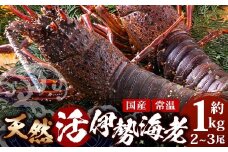 【数量限定・先行予約】天然 活 伊勢海老 約1kg 2～3尾 ≪2025年11月下旬より発送≫ ｜国産 えび イセエビ 伊勢エビ 常温 産地直送 天然 年末 天然(AA7501)