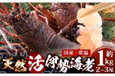 【数量限定・先行予約】天然 活 伊勢海老 約1kg 2～3尾 ≪2025年11月下旬より発送≫ ｜国産 えび イセエビ 伊勢エビ 常温 産地直送 天然 年末 天然　AB-501