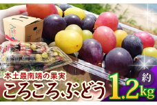 ＜訳あり＞ 本土最南端 ぶどう　ころころぶどうパック 約1.2㎏ ｜訳あり 家庭用 産地直送 旬 ブドウ 葡萄 ぶどう フルーツ 果物 くだもの 鹿児島県 南大隅町 有限会社ティエラ 　TE707