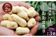 【数量限定】食べ応え抜群！大粒落花生「おおまさり」（500g袋×３袋）｜ 野菜 やさい 食品 人気 おすすめ 送料無料 落花生 おおまさり 産地直送 新鮮（AX72312）