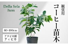 観賞用コーヒー苗木 80cm～100cm アラビカ種 ティピカ DS-2 | 苗木 植物 グリーン 観賞 珈琲豆の木 珈琲 コーヒーの木 観葉植物 鹿児島県 南大隅町 株式会社デラセーラ