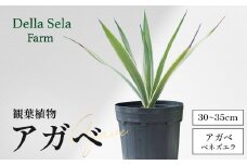 アガベ 約30cm～35cm/白閃光(ハクセンコウ) DS-3｜多肉植物 観葉植物 ガーデニング インテリア モダン 北欧風 国産 育てやすい 送料無料 鹿児島県 南大隅町 株式会社デラセーラ