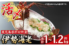 D47002 【活き〆冷凍】肝付町内之浦産伊勢海老(えっがね)の刺身(約1～1.2kg) 鹿児島 伊勢エビ 伊勢海老 伊勢えび いせえび イセエビ 刺身 海産物 魚介類 国産【網元】