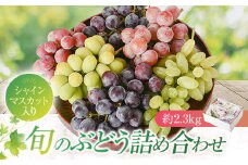 シャインマスカットほか　旬のブドウ詰合せセット（約2.3kg）