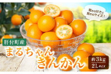 A68003 ＜先行受付＞肝付町産完熟まるちゃんきんかん(約3kg)鹿児島 国産 きんかん キンカン 金柑 大粒 きんかん 生食 果物 フルーツ 贈答 ギフト 国産【丸山果樹園】