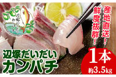 B08002 産地直送！辺塚だいだいカンパチ(約3.5kg・1本) 鹿児島 国産 九州産 産地直送 カンパチ 勘八 魚 魚介 鮮魚 おかず 海産物【高山漁業協同組合】