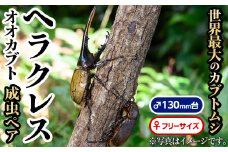 C76002 ヘラクレスオオカブト (ヘラクレスヘラクレス) 成虫ペア オス(130mm台) メス(フリーサイズ) 鹿児島 ヘラクレス カブトムシ かぶとむし 雄 オス 昆虫 虫 むし 成虫 生体 飼育 生き物 生物【ビートル倶楽部】