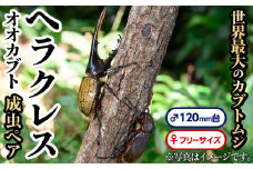 C76001 ヘラクレスオオカブト (ヘラクレスヘラクレス) 成虫ペア オス(120mm台) メス(フリーサイズ) 鹿児島 ヘラクレス カブトムシ かぶとむし 雄 オス 昆虫 虫 むし 成虫 生体 飼育 生き物 生物【ビートル倶楽部】