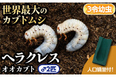 B76002 ヘラクレスオオカブト (ヘラクレスヘラクレス) 3令幼虫オス2匹 人工蛹室付 鹿児島 ヘラクレス カブトムシ かぶとむし 雄 オス 昆虫 虫 むし 幼虫 生体 飼育 生き物 生物 【ビートル倶楽部】