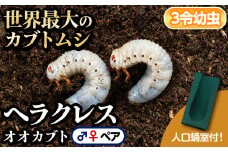 B76001 ヘラクレスオオカブト (ヘラクレスヘラクレス) 3令幼虫ペア(オスメス) 人工蛹室付 鹿児島 ヘラクレス カブトムシ かぶとむし 雄 オス 雌 メス 昆虫 虫 むし 幼虫 生体 飼育 生き物 生物【ビートル倶楽部】