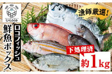 P78001 漁師厳選！ロコフィッシュ(地魚) 下処理済 鮮魚 ボックス(約1kg)地魚 魚 お魚 冷蔵 生もの 加工品 未利用魚 低利用魚 焼き魚 焼魚 刺し身 刺身 煮魚 届くまでのお楽しみ 鮮魚セット 鮮魚ボックス 鮮魚BOX【昌徳丸】
