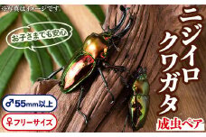 A76001 ニジイロクワガタ 成虫ペア オス(55mm以上) メス(フリーサイズ)鹿児島 クワガタ 虹色 雄 オス 昆虫 虫 むし 成虫 生体 飼育 生き物 生物【ビートル倶楽部】