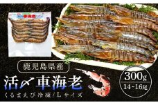 活き〆冷凍車海老　300g（Lサイズ）14～16尾入り【エビ えび 海老 車海老 くるまえび クルマエビ 冷凍 活き 新鮮 急速冷凍 海産物 天ぷら 塩焼 バーベキュー 国産 ギフト 真空パック 真空 養殖 九州産 鹿児島県 種子島 中種子町 ふるさと納税 送料無料 BF001】