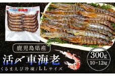 活き〆冷凍車海老　300g（LLサイズ）10～12尾入り【エビ えび 海老 車海老 くるまえび クルマエビ 冷凍 活き 新鮮 急速冷凍 海産物 天ぷら 塩焼 バーベキュー 国産 ギフト 真空パック 真空 養殖 九州産 鹿児島県 種子島 中種子町 ふるさと納税 送料無料 BF002】