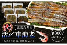 活き〆冷凍車海老 規格外品バラ　約300g×6Pセット【エビ えび 海老 車海老 くるまえび クルマエビ 規格外 バラ 規格外品 冷凍 活き 新鮮 急速冷凍 海産物 天ぷら 塩焼 バーベキュー 国産 ギフト 真空パック 真空 養殖 九州産 鹿児島県 種子島 中種子町 ふるさと納税 送料無料 BF003】