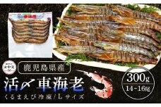【お中元用】活き〆冷凍車海老　300g（Lサイズ）14～16尾入り