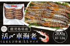 【お中元用】活き〆冷凍車海老　300g（LLサイズ）10～12尾入り