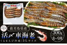【お中元用】活き〆冷凍車海老　300g（3Lサイズ）8~9尾入り