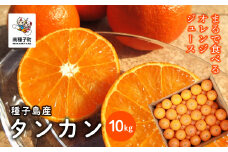 《 先行予約 【2026年2月中旬〜3月中旬頃順次発送】種子島産タンカン約10kg（約65玉）