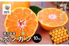 《先行予約》　《2025年12月中旬頃〜1月中旬頃順次発送》種子島産ポンカン10kg（約65玉）