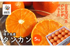 《 先行予約 》【2026年2月中旬〜3月中旬頃順次発送】種子島産タンカン約5kg（24玉～30玉）
