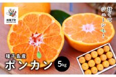 《先行予約》　《2025年12月中旬頃〜1月中旬頃順次発送》種子島産ポンカン5kg（24玉～30玉）