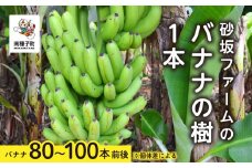 砂坂ファームのバナナの樹1本（８０本~１００本：個体差により異なります）