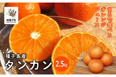 《 先行予約 》【2026年2月中旬〜3月中旬頃順次発送】種子島産タンカン約2.5kg（12～18玉）