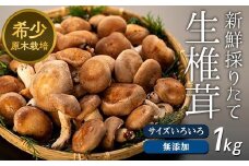 【先行予約】希少・原木栽培！屋久島産・新鮮採りたて生椎茸 1kg (200g×5袋)