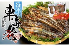 鹿児島県産 活き〆冷凍 車海老（養殖）Mサイズ計600g（300g 17～20尾×2パック）セット