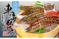 鹿児島県産 活き〆冷凍 車海老（養殖）3Lサイズ 300g（7～9尾）1パック セット