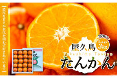 【先行予約】屋久島産たんかん Lサイズ 3kg (20個入り)＜渡辺農園＞