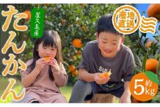 【2025年発送】屋久島産たんかん5kg満杯箱（M～3Lサイズ混合・約30玉前後）