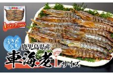 鹿児島県産 活き〆冷凍 車海老（養殖）Lサイズ 300g（14～16尾）1パック セット