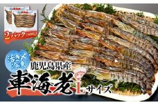 鹿児島県産 活き〆冷凍 車海老（養殖）Lサイズ 計600g（300g 14～16尾2パック）セット