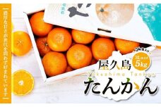 【先行予約】屋久島産たんかん 3Lサイズ 5kg (24個入り)＜渡辺農園＞