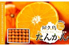 【先行予約】屋久島産たんかん Mサイズ 5kg (48個入り)＜渡辺農園＞