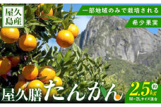屋久膳旬果『屋久島産 たんかん』2.5kg・混合（M～2Lサイズ おまかせ）【先行受付／数量限定】