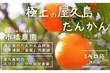 ＜先行予約／数量限定＞【市橋農園】屋久島産たんかん・5キロ箱（秀品／ご贈答としても)
