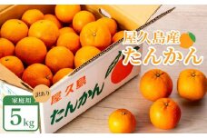 2025年 屋久島産たんかん 家庭用 訳あり 約5kg(S～2Lサイズ・少々キズあり)＜先行予約／数量限定＞