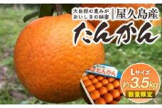 2025年 屋久島産たんかん 約3.5kg・Lサイズ＜先行予約／数量限定＞