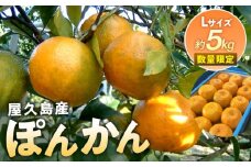 2024年 屋久島産 ぽんかん 約5kg・Lサイズ＜先行予約／数量限定＞